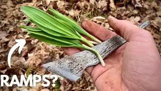 Early Spring Foraging for Wild Ramps