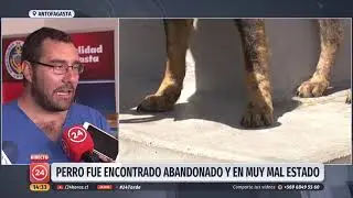 Mujer que abandonó a perro adoptado es la primera multa por ley Cholito en Antofagasta