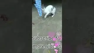 cute cat#playingvideo#catvlog#catvideo