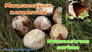 Миценаструм кожистый | Mycenastrum corium
