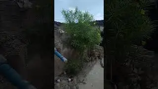 #sorts #video kaner ka ped#