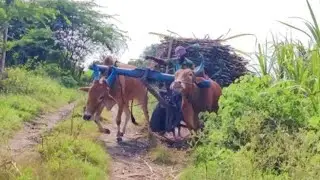 Bullock Cart Ride | Bullock Cart Race