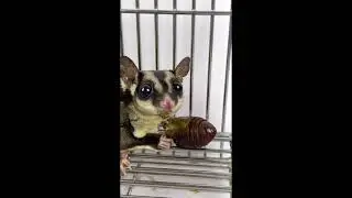 Sugar Glider ASMR Eating | Cute Sugar Glider Eating Cheese Bug!!!Yummy...