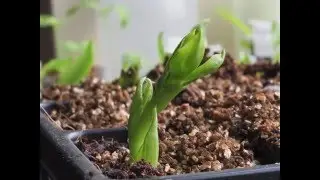 Broad bean seedling emerging (4K Timelapse)