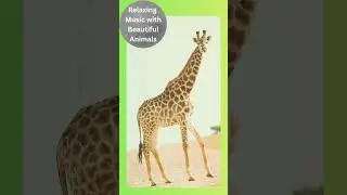 #49 Relaxing music with beautiful animals - New Series #wildlife #animals #meditation #mindfulness