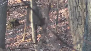Outbreak of seasonal disease killing deer in Pennsylvania county