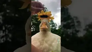 Flower Hat Ducks #shorts #short #cuteanimals #cute #animals #ducks #duckling #adorable #sweet #baby