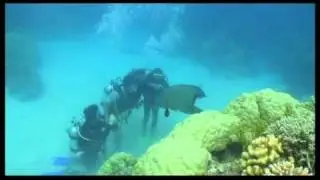 Daniel Raupp - Mergulho na maior Barreira de Corais do mundo 