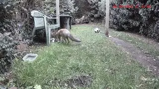 The vanishing Chicken, Fox's magic trick. 🦊🤗😂