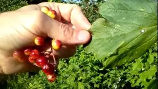 Viburnum Opulus: Fake Cranberry, Do Not Eat ☠️