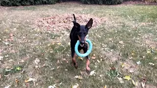 remy the leaf blower (and the manchester terrier)