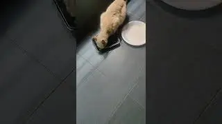 poor kitten in sheltor