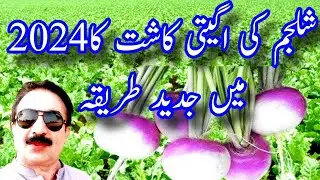 شلجم کی اگیتی کاشت کا2024 میں جدید طریقہ | Turnip farming|How to gro turnip
