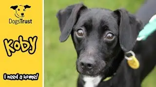 Koby is a lovely terrier cross | Dogs Trust Evesham