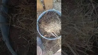 Goatcentric Natural Farming goat-excrement-saturated heavy-use-area scrapings collection, 2026-01-01