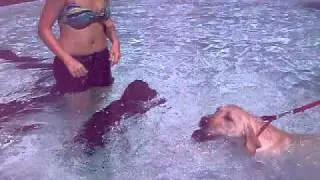 Ollie swimming