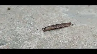 Neomenia sp.