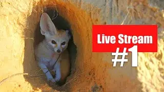 Djinn's Live Stream: Digging A Burrow In The Sand Drifts