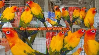 Sun Conure Adult For Sell With DNA #sunconure #conure #yellow #red #shorts #viral #trending #love 