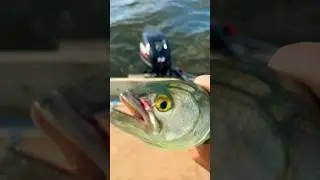 Nice #bluefish #amazing #fishing #fish #florida #action #awesome #trending