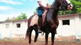 Horse riding training school surat city police