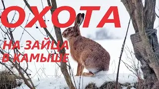 ОХОТА НА ЗАЙЦА В КАМЫШЕ