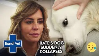 Kate Devastated by Beloved Dog's Sudden Collapse | Full Episode | E46 | Bondi Vet