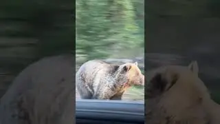 A Bear Chases a Moose at the Site of a Fatal Mauling in Soda Butte Campground