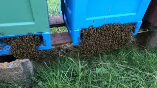 Atak os na uliki weselne, brody pod ulami