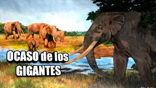 🐘 &iquest;Qu&eacute; pas&oacute; con los PROBOSC&Iacute;DEOS gigantes? #Mamuts #Mastodontes #Gonfoterios
