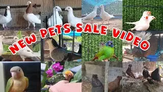 💖Birds❤️Fancy Pigeon😌Low Rate Pets Sale Kerala🤩Conur Birds Sale Kerala😘New Pets sale😁Parava sale🤣