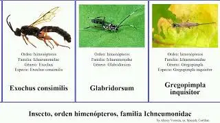 Insecto, orden himen&oacute;pteros, familia Ichneumonidae hadrodactylus xorides enicospilus cryptopimpla
