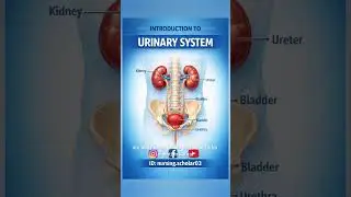 Urinary System Part 1 | Introduction & Basics | Nursing Scholr #shorts #shortvideo #short #share