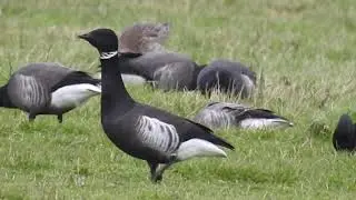 Black Brant/Zwarte Rotgans, Zeeland, The Netherlands, 11-01-2021.