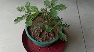 Mimosa pudica/chui mui/touch me not plant🌱 complete care#gardening with geet Kumar.
