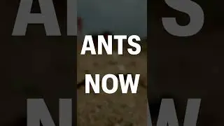 Everybody Ants Now #ants #everybodydancenow  #antkeeping #antscolony #surprise #parody #remix #dance