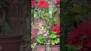 Mind fresh 💗Central Zoo 🥰
