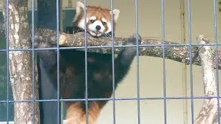 2019.4.21 14:51 釧路市動物園 レッサーパンダ コキン お友達と