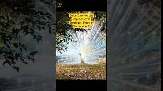 Color Illusion and Reproductive Strategy: Study of the Peacock#peacockscience#science#shorts #fyp