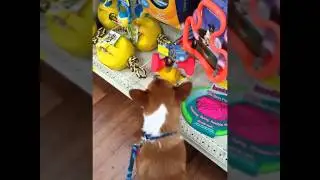 DeVito's First Pet Store Visit :)