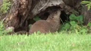 Murphy visits Bain Park and sees nature there -- Trenton Ontario Canada