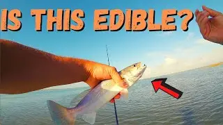 Are Sand trout edible? (White Trout) Catch and Cook