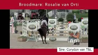 Broodmare  Rosalie van Orti (Corydon van T&L x Quito de Baussy)