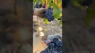 Day in the life checking brix levels, cutting grape clusters, dumping them into bins!