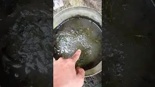 belut dikolam pindah alam #mancing #survival #survival