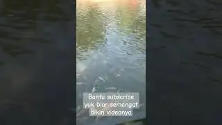 bermain di kolam ikan.#vlog #ikan #anak #ikankoi #bermainsambilbelajar #bermain #kolamikan #liburan