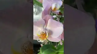 Phal. Charming Fortune &times; Fuller's O-Plus.   Підліток 2,5. квіти 7,5 см