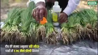 dhaan ki kheti mein Nano urea ka prayog.