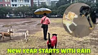New Year Start With Rain | WinteRain | Rottweiler Met His Indie Friend | Day-590