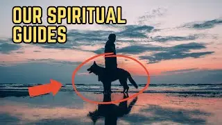 Animals You Encounter: Mystical Signs   The Messengers from the Universe